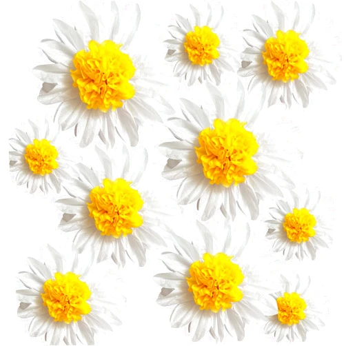 ANSOMO Daisy Tissue Paper Pom Poms Party Decorations White Yellow Flowers Wall Hanging 1st Birthday Bridal Baby Shower Wedding Classroom Décor 12