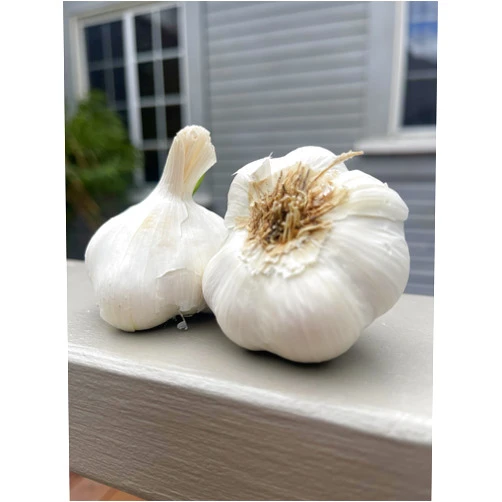 Generic Fresh California Softneck Garlic 12 Bulbs for Planting and Growing Your Own Garlic, Great for Eating and Cooking