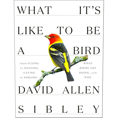 By David Allen Sibley (Author) What It's Like to Be a Bird: From Flying to Nesting, Eating to Singing--What Birds Are Doing, and Why (Sibley Guides)