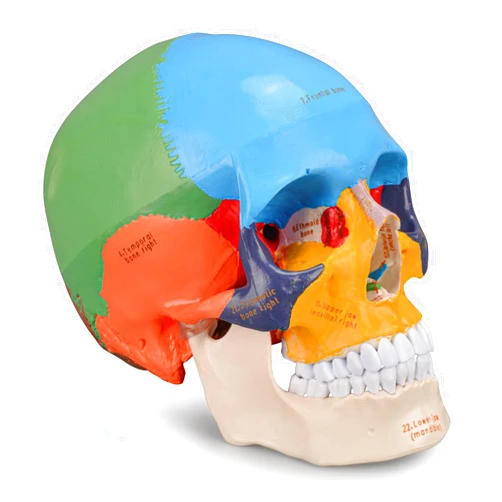 Skillssist Upgraded Life Size Human Colored Head Skull Anatomical Model with Newest Laser-Etched Fonts for Medical Student Human Anatomy Study Course Demonstration