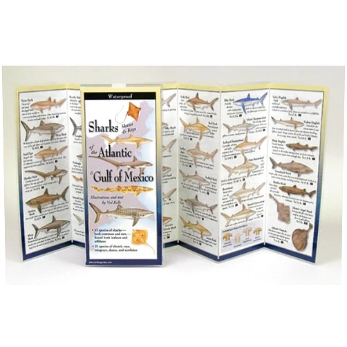 Steven M. Lewers & Associates Sharks of the Atlantic & Gulf Coast Folding Guide