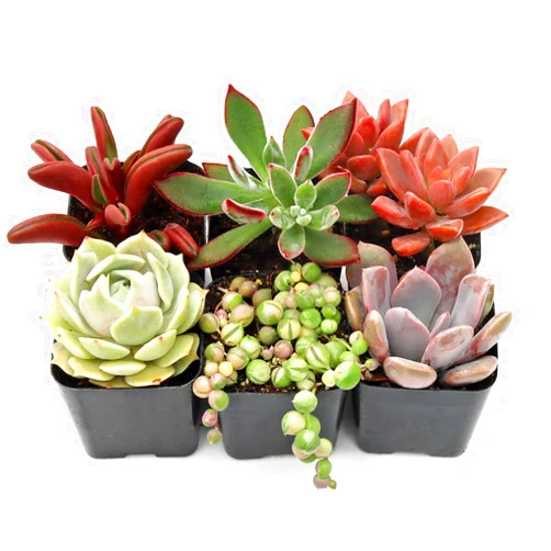 Mountain Crest Gardens Sweetheart Succulent Variety Pack - 6 Live Plants in 2 Inch Pots, Rosette, Trailing & Upright Types - Real Succulents for Indoor Display, DIY Projects, Thoughtful Gifts