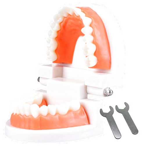 Ceonam Dental Teeth Model, Articulated Adult Standard Typodont, Complete Teeth Mouth Model Demonstration for Educational Dental Teaching Study Supplies with Free Wrench Tools