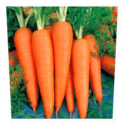 Silver State seeds 3,000 Danvers 126 Carrot Seeds for Planting 5 Grams of Seeds Microgreens Organic Non GMO Heirloom