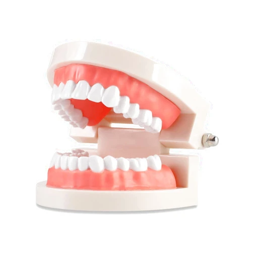 Annhua Dental Adult Standard Teeth Model, Typodont Demonstration Denture Model|Mouth Teeth Model Dental Supplies for Kids, Dentist Students, Patient, Teaching, Studying, Displaying, Educating