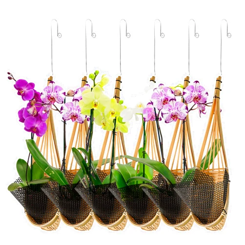 Kitypartsy Hanging Orchid Planter,6 Pack Thai Bamboo Woven 5 Inch Orchid Hanging Baskets with Metal Hook Bird Nest Style Plant Hangers for Trellis & Gazebo Indoor Outdoor Small Flower Planter