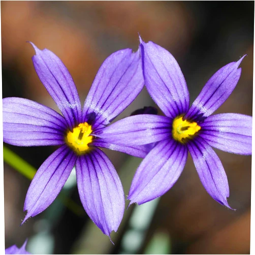 KVITER 100 Western Blue Eyed Grass Seeds (Sisyrinchium Bellum) - Flower Seeds for Planting – Native Wildflowers Perennial Ornamental Grass – Perfect for Partial Shade or Sunny Borders