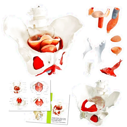 Benilev Female Pelvis Model with Pelvic Floor Muscles Perineal Model Female Anatomy Model 1:1 Life Size Human Skeleton Medical Science Educational Equipment Anatomy Medicine