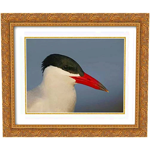 ArtDirect Morris, Arthur 18x15 Gold Ornate Framed and Double Matted Museum Art Print Titled FL, St Petersburg, Caspian terns head