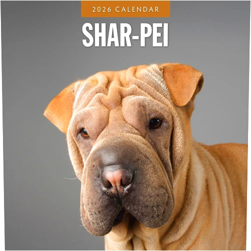 Red Robin Publishing Red Robin 2026 Shar-Pei Monthly Wall Calendar | 12