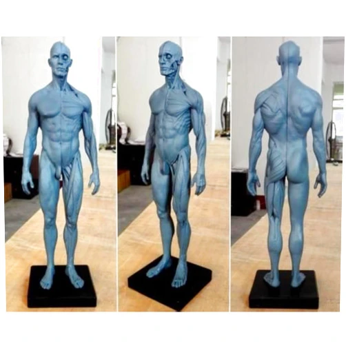 Aphrodite US Stock New Human Anatomical Anatomy Skull Head Body Model Muscle Bone (30cm) Height by Oubo