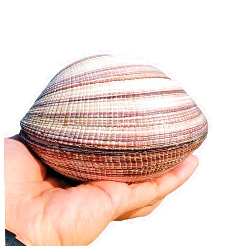 XIDONGTRE Natural Sea Beach Seashells,Huge Ocean Conch, Shells, Large Natural Sea Shells 9~11Cm for Wedding Decor Beach Theme Party, Home Decorations,DIY Crafts (The Shell Cannot Be Opened)(10~11cm)