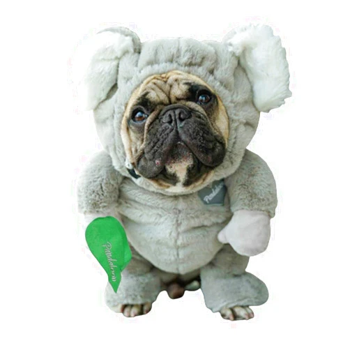 Pandaloon Pet Costume - As Seen on Shark Tank - Patented - Funny Costume with Arms for Small and Medium Dogs and Cats (Koala, Size 3(17-19 in Height at TOP of Head,Girth<22 in))