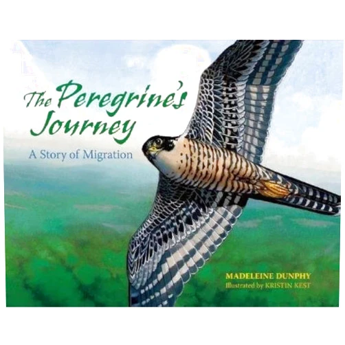 By Madeleine Dunphy (Author), Kristin Kest (Illustrator) The Peregrine's Journey: A Story of Migration (A Story of Migration, 1)