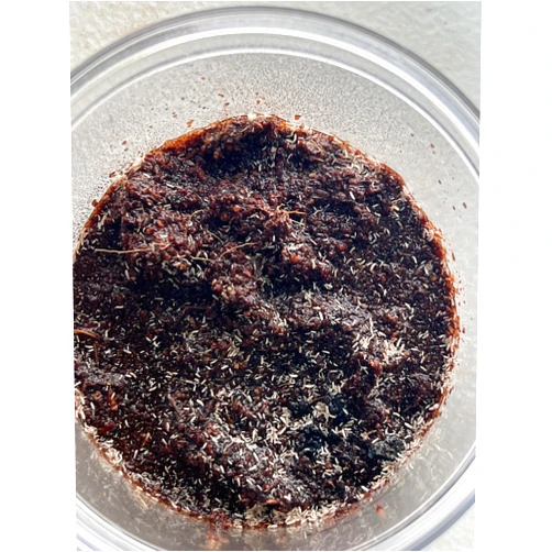 Surmen Legacy Live Springtail (Temperate) Culture - 8oz
