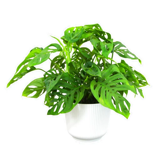 Altman Plants Swiss Cheese Plant Decor (Monstera Adansonii) in 6 Inch White Plastic Planter, Easy Plant & Desk Plant, Monstera Plant Live Plant Gift, Air Purifying Plants in Indoor Potting Soil Mix