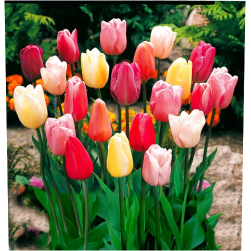 Willard & May Mixed Triumph Tulips (25 Bulbs) - Assorted Colors of Tulip Bulbs by Willard & May