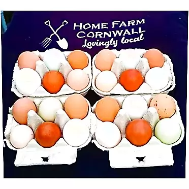 Fertile Chicken Hatching Eggs