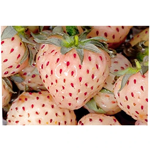 SVI 100 WHITE SOUL STRAWBERRY Fragaria Vesca Fruit Flower Berry SeedsComb S/H