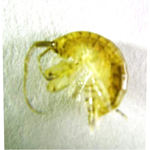 AQUACULTURE NURSERY FARMS 2000 cnt Amphipods. Get Saltwater Amphipods Seed Aquarium Live Rock and refugium. Seahorse Food and Live Fish Food