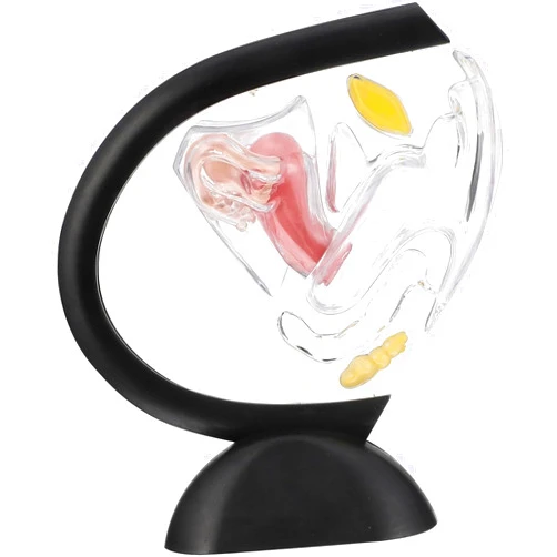BAIXDM Transparent Uterus Model, Visible Ring Model On Inner Wall of Uterine Structure, Cross- Section Teaching Uterus Ovary Model, Teaching Supply