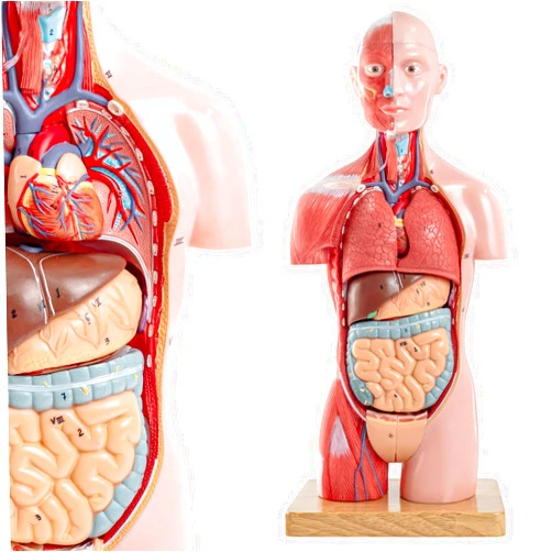 Merinden Half Life Size Human Body Model, 16 Part 17'' Human Torso Anatomy Model with Removable Organs Brain Lung Stomach Heart for Medical Student Lab & Classroom Use