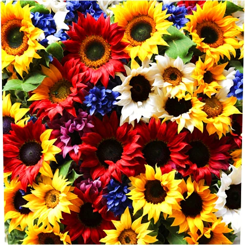 Seeds Of Strength Sunflower Seeds for Planting | Giant Mammoth Sunflower Seeds to Plant Home Outdoor Garden (1 Pack) - 50 Pcs Seeds