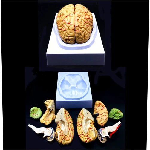 CUIYMXSC 8 Part Human Brain Model, Life Size Human Brain Anatomy Teaching Neuroscience with Vessels Anatomy Model for Learning