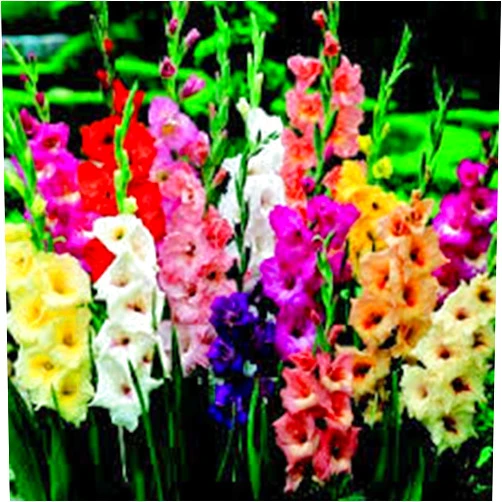 COUNTRY CREEK ACRES GROWING IS IN OUR ROOTS GLADIOLUS, BULB (20 PACK) PASTEL MIXED, MIXED PERENNIAL GLADIOLUS BULBS, FLOWERS