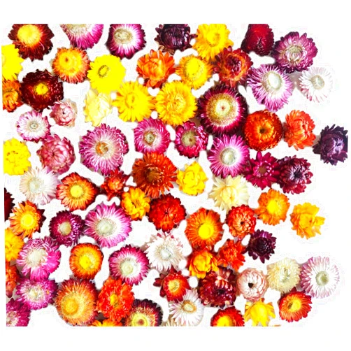 JOJAZE 80Pcs Real Natural Dried Daisy Flowers Heads Bulk Gerbera Daisies Real Sunflowers Chrysanthemum Dry Flower Arrangements for Wedding Decor Home Party Decoration and DIY Craft (Multi Colors)