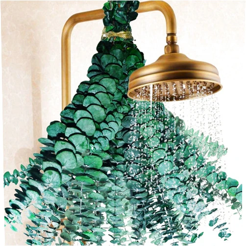 Beerfingo 18 Pcs Dried Preserved Eucalyptus Stems for Shower - 17'' Real Hanging Eucalyptus Leaves, 100% Natural Fresh Eucalyptus Shower Greenery Plants for DIY, Wedding, Home Vases Decor, Fragrance