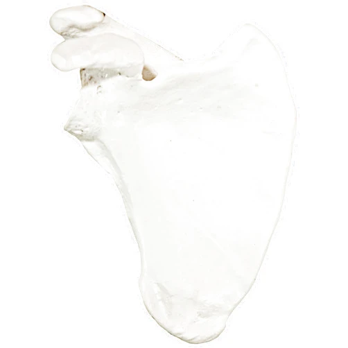 Axis Scientific Shoulder Anatomy Model of Right Scapula Bone | Shoulder Blade Model Details Skeletal Anatomy of Scapula | Scapula Model Shows Bony Landmarks and Anatomical Detail