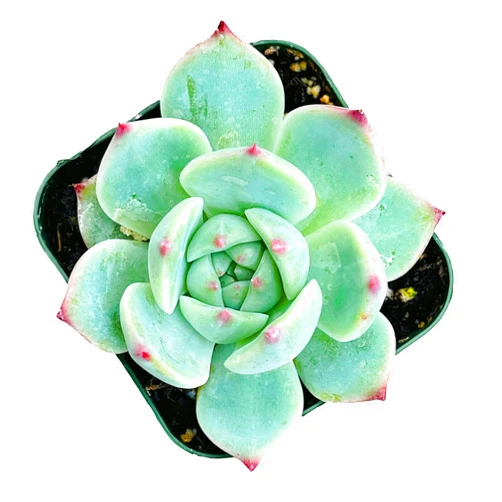 FOLIAGEMS Live Cactus Succulent Plants from USKC (2