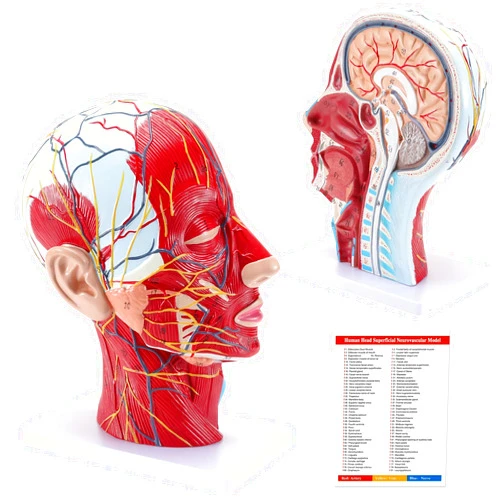 SKUMOD Study Model, 1:1 Human Head Superficial Neurovascular Model - Face Anatomy Medical Brain Neck Median Section Study Model, Teaching Tool