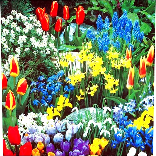 Willard & May Complete Spring Flower Bulb Garden - 50 Bulbs for 50 Days of Continuous Blooms (Spring Color from March Through June) - Easy to Grow Fall Planting Bulbs by Willard & May