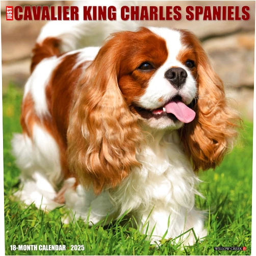 Willow Creek Press Cavalier King Charles Spaniels Monthly 2025 Wall Calendar (12