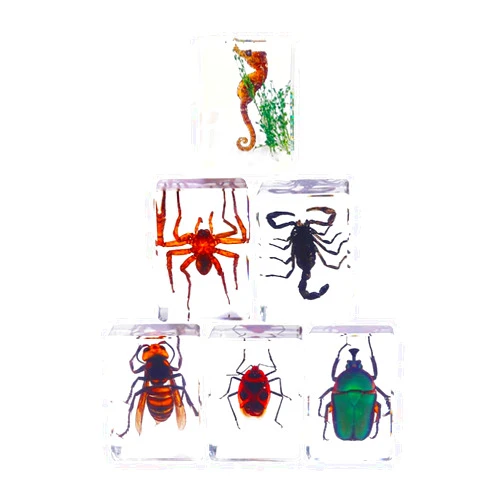 DSkoiph Resin Specimen Bugs Collection Paperweights Animal Specimen for Scientific Educational 6 Styles Insect