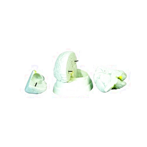 DOC.ROYAL Human 1:1 Size Brain Simulation Model Medical Anatomy
