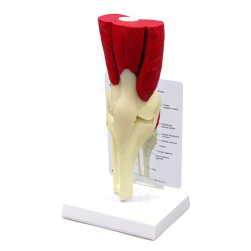 GPI Anatomicals - Muscled Knee Model, Right Knee Joint with Muscles Model for Human Anatomy and Physiology Education, Anatomy Model for Doctor's Office and Classrooms, Medical Learning Resources