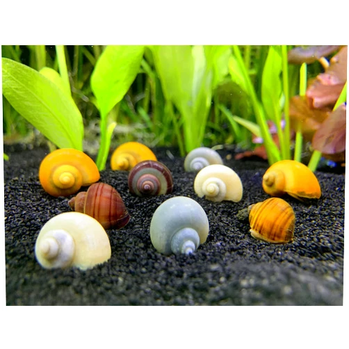 Shore Aquatic LLC Mystery Snail 10 Pack (Pomacea Bridgesii) Mix Colored Pack with Java Moss - Live Freshwater Snails insulated priority mail