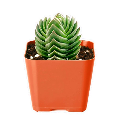 THE NEXT GARDENER.COM 2