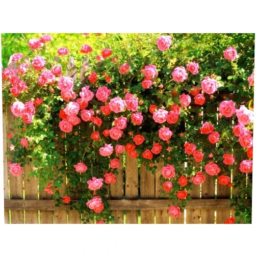 Seedville 5 Pink Climbing Rose Rosa Bush Vine Climber Fragrant Butterfly Flower Seeds