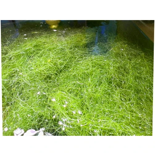 AzonAqua Live Chaeto Chaetomorpha Macro Algae Reef Refugium Saltwater Plant Marine