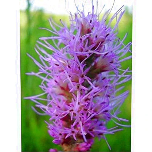 Unknown Marsh Blazing Star-A deep-Purple Feather DusterButterflies,Bees & Birds Love It(10 - Seeds)