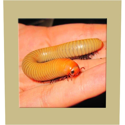 Insectsales.com Live Smoky Oak Millipede (NARCEUS GORDANUS) Educational & Fun
