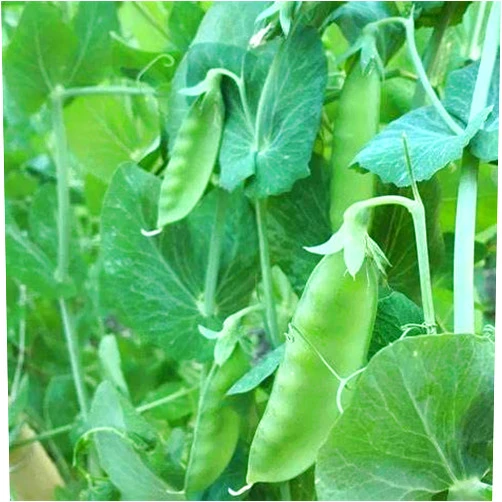 Generic 120 Mammoth Melting Sugar Pod Pea Seeds for Planting Heirloom Organic Non GMO 1 Ounce of Seeds Snow Pea Garden Vegetable Bulk Survival