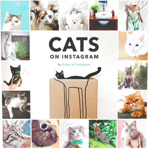 By @cats_of_instagram (Author) Cats on Instagram