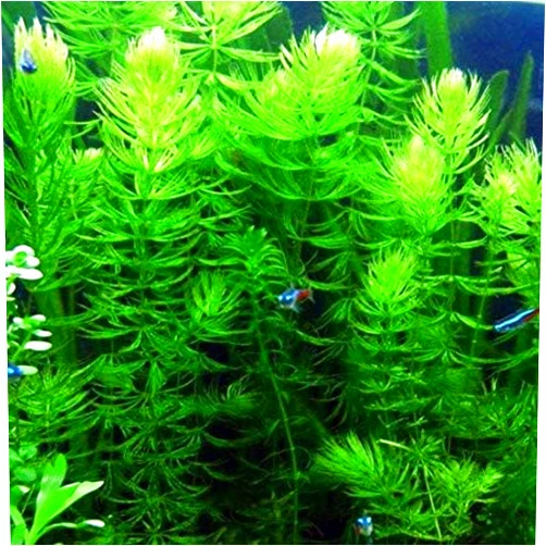 MARCUS FISH TANKS Hornwort Ceratophyllum Live Aquarium Plant Planted Tank Beginner - Buy 2 Get 1