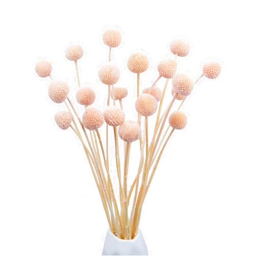 CISDUEO 20 Pcs Dried Flowers Craspedia Billy Balls Flowers Billy Buttons Pink Dried Floral Bouquet Arrangements for Wedding Home Tall Vase Boho Decor