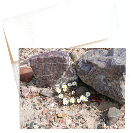 Mozaic Studio Micro Daisies — Death Valley's Desert Bloom (Box of 8)
